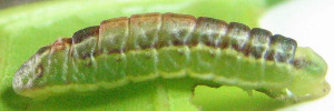 Anthene seltuttus affinis - Later Larvae